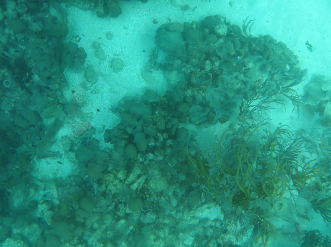 Buccoo Reef-多巴哥必去景点