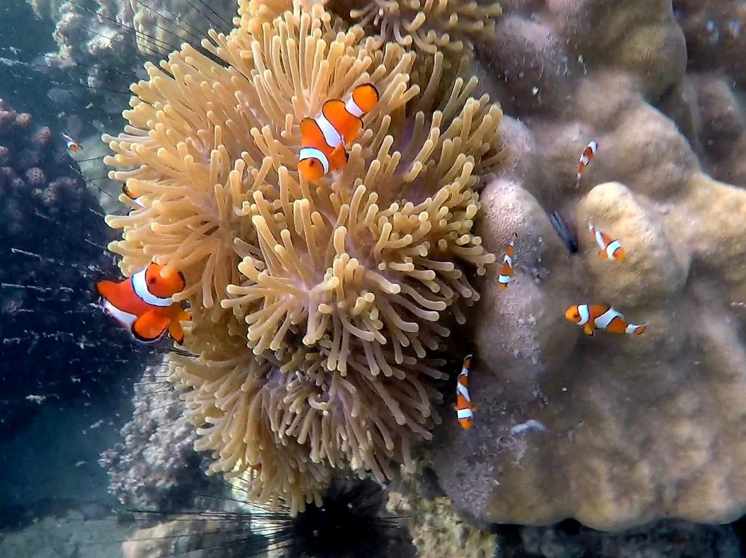 Island Safari - Mergui Archipelago-高东县必去景点