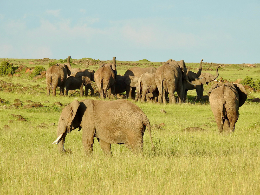 Musiara Swamp-马赛马拉国家野生动物保护区必去景点