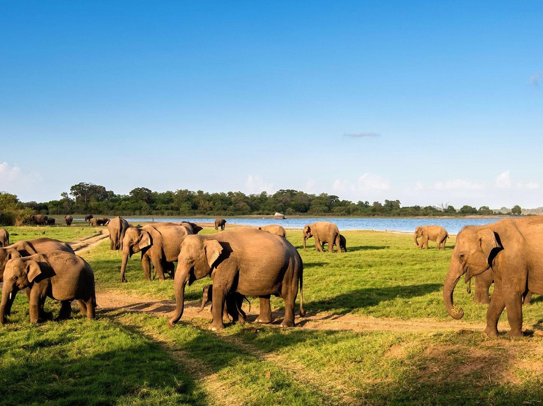 Green Wild Tours