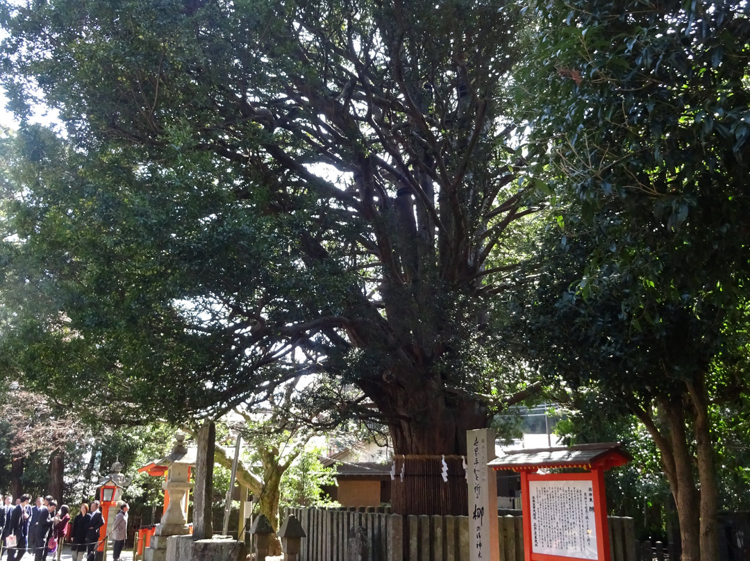 Kumano Hayatama Taisha Oshimboku Nagi-新宫市必去景点