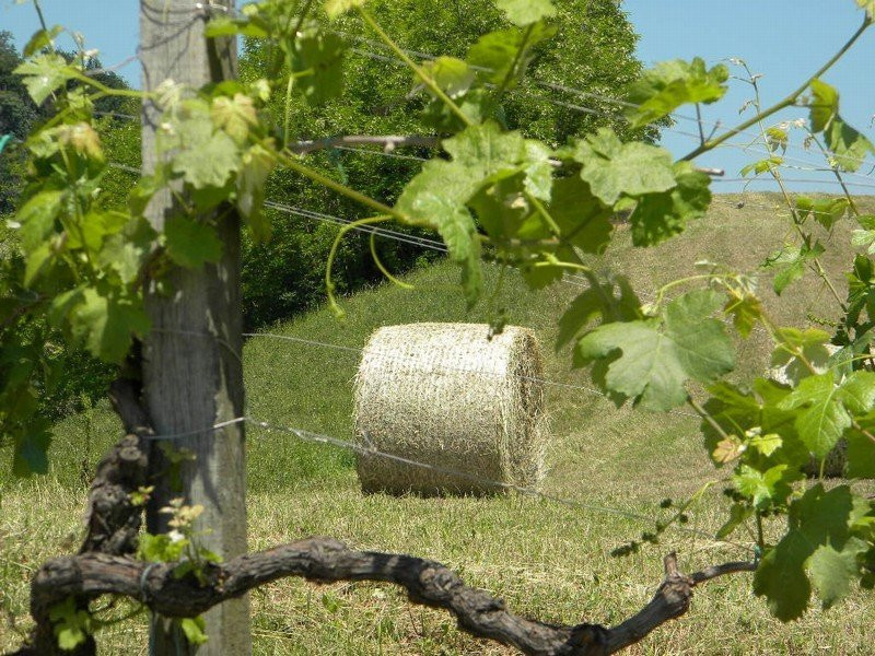 Società Agricola Buzzetti Fabio景点图片