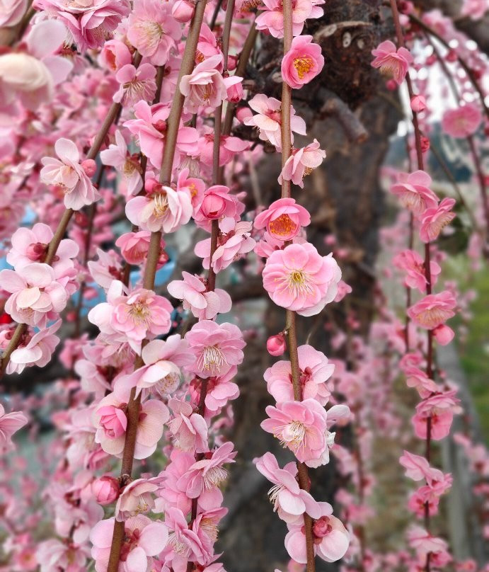 Miyazaki Farm景点图片