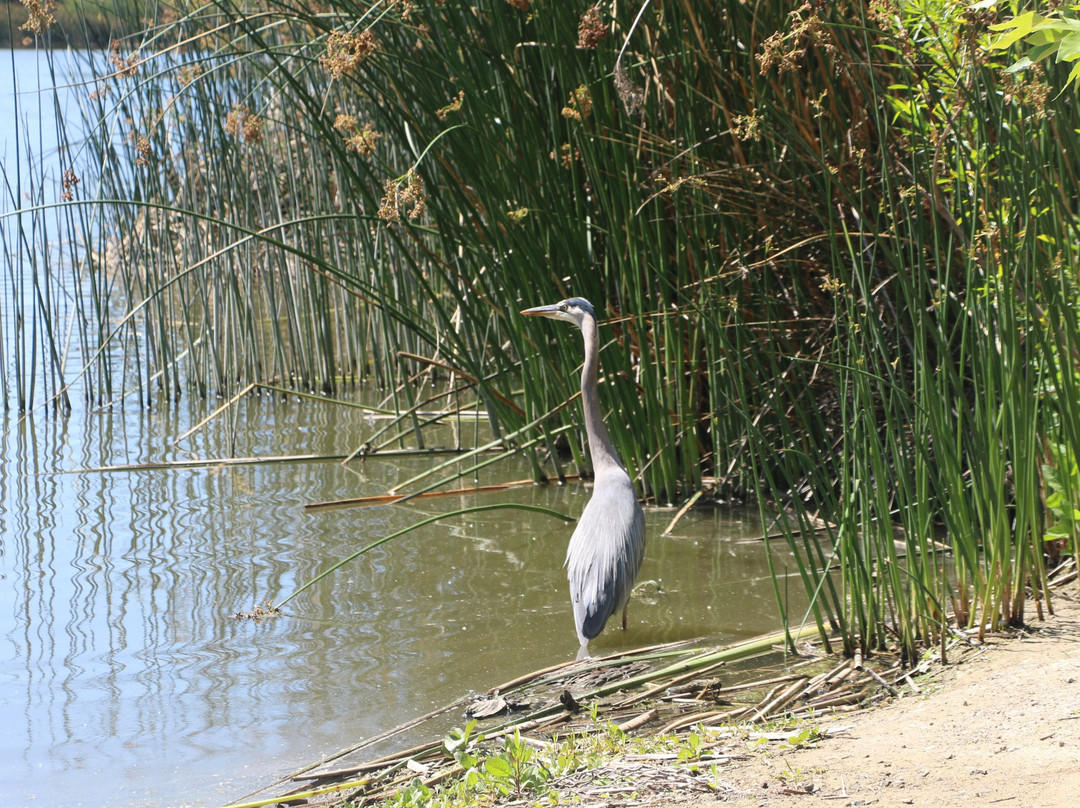 San Joaquin Marsh Wildlife Sanctuary-尔湾必去景点