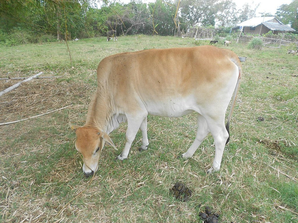 Apo Island Lighthouse-Apo Island必去景点