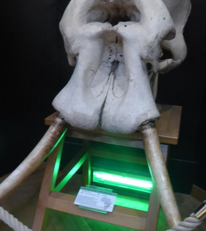 Museum des Sciences Naturelles景点图片