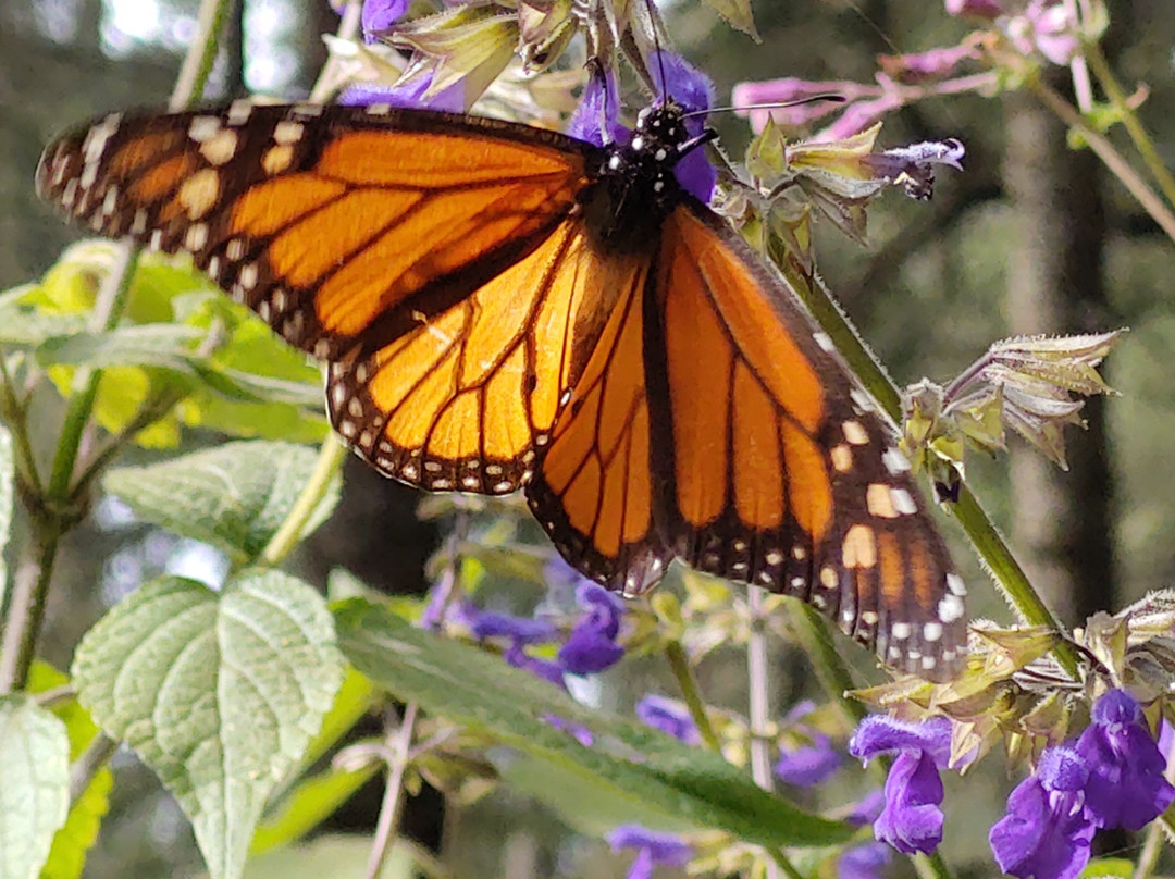 El Rosario Monarch Butterfly Preserve景点图片