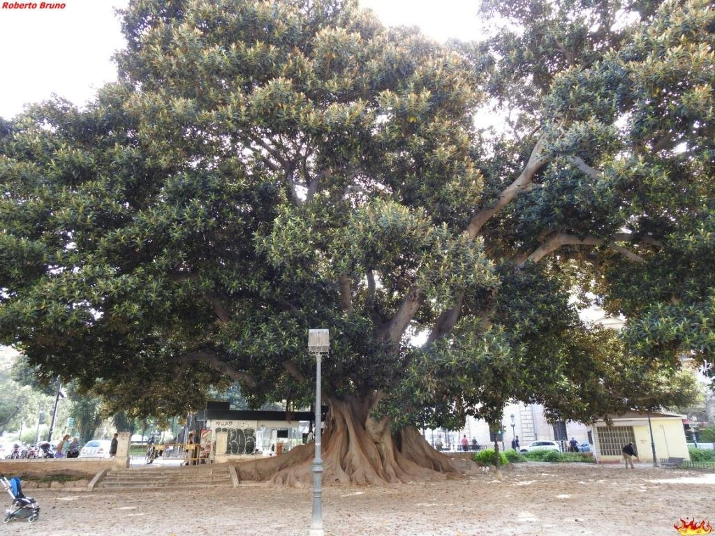 Plaça d'Alfons El Magnànim景点图片