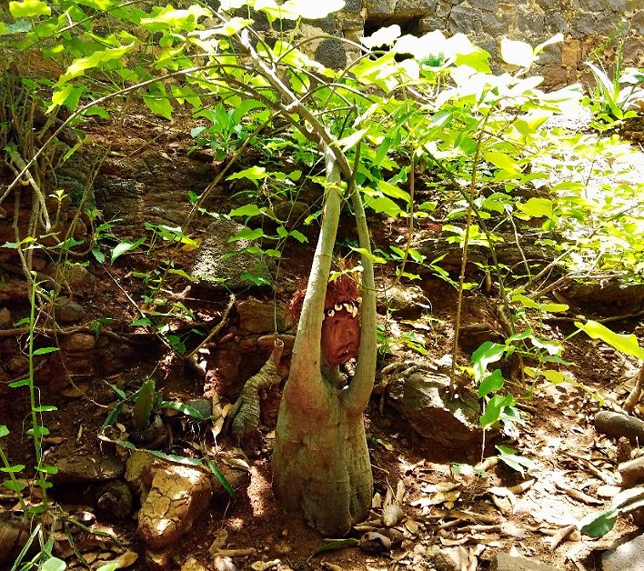 Jardin Tropical景点图片