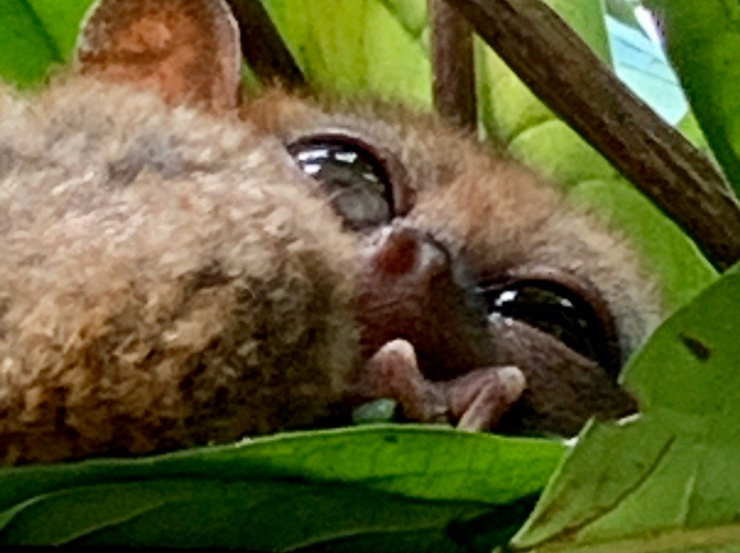 Philippine Tarsier Recreation Inc.-塔拉瓦环礁必去景点