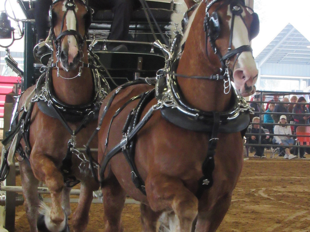 Florida Horse Park-奥卡拉必去景点