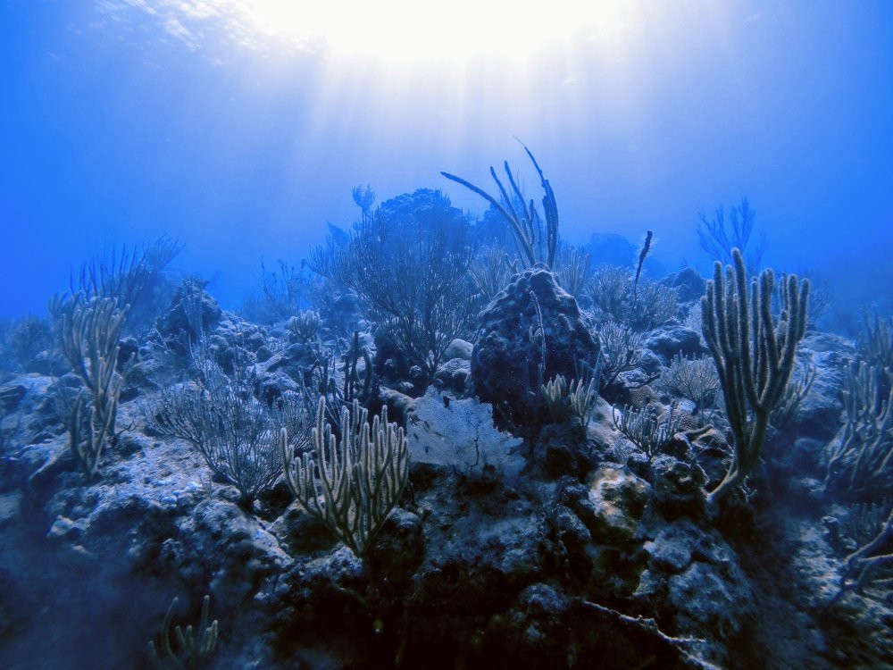 Isla Nena Scuba景点图片