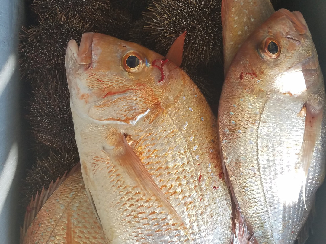 Chas'n Tail Charters-怀系奇岛必去景点