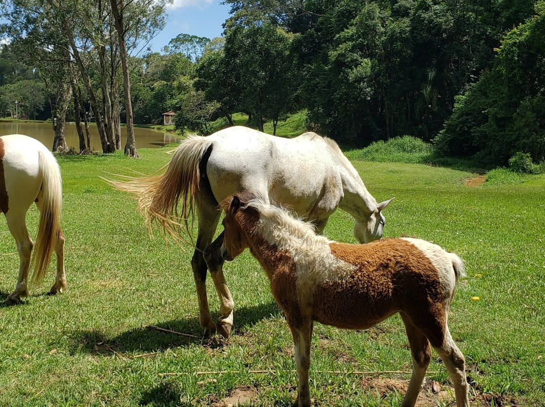 Hotel Fazenda Sao Matheus主图