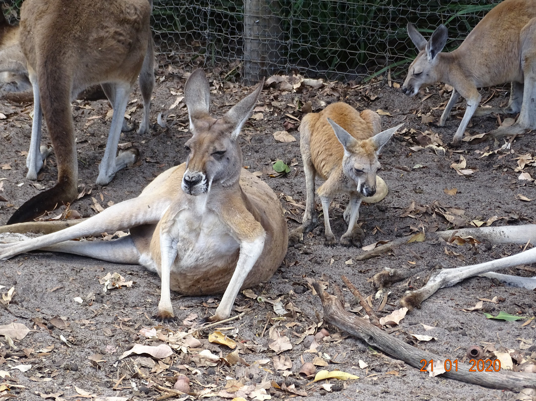 Caversham Wildlife Park景点图片