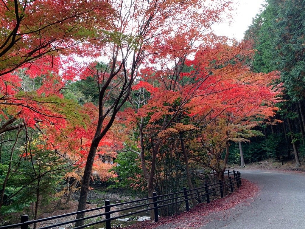 Kinno Big Ginkgo Tree-对马市必去景点
