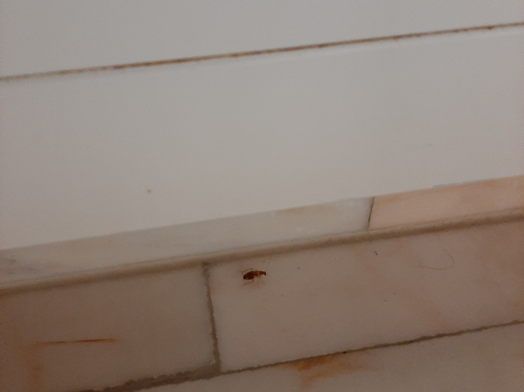 坎品斯基日内瓦大酒店主图