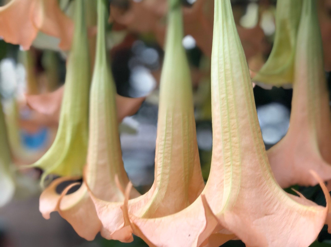 Bukit Bulu Batu Flower Garden-巴图必去景点