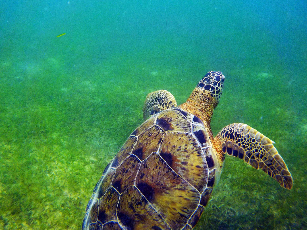Centro Ecologico Akumal-艾库玛尔必去景点