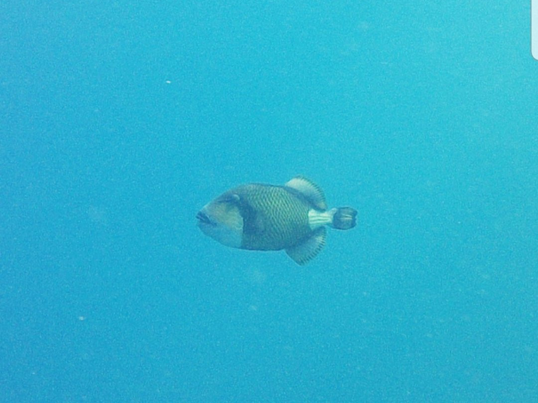 Coraya Divers Coraya Bay-马萨阿拉姆必去景点