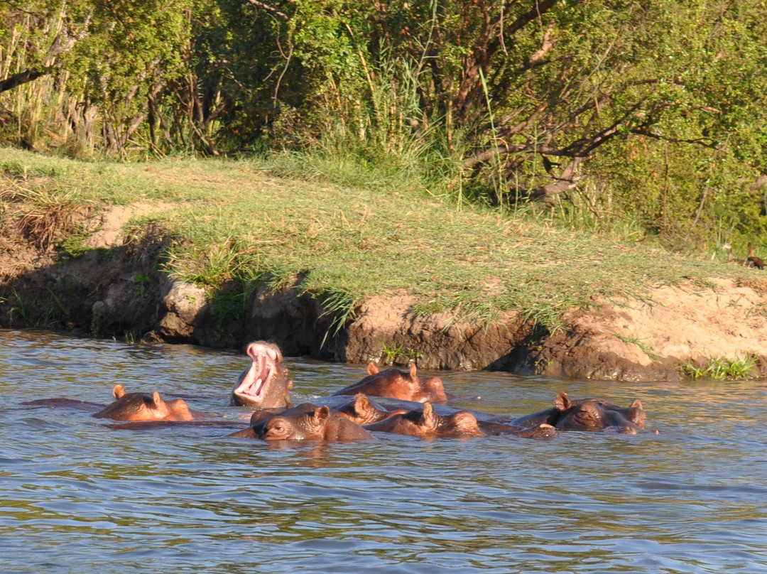 Victoria Falls River Safaris景点图片