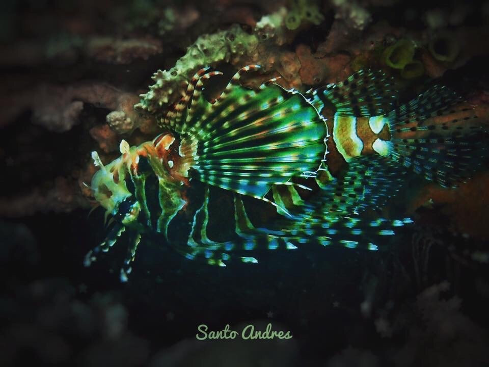 ION-C Dive Center-泗水必去景点