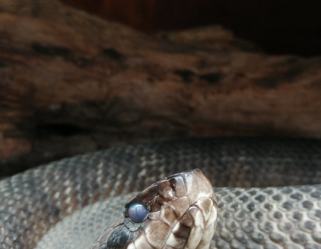 The Venom Pit Snake Park-东伦敦必去景点