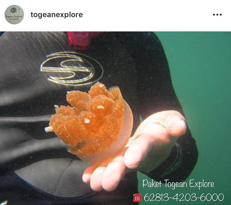 Togean Island旅游攻略图片