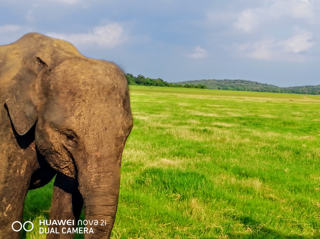 Minneriya National Park Elephant Watching Jeep Safari-哈巴拉娜必去景点