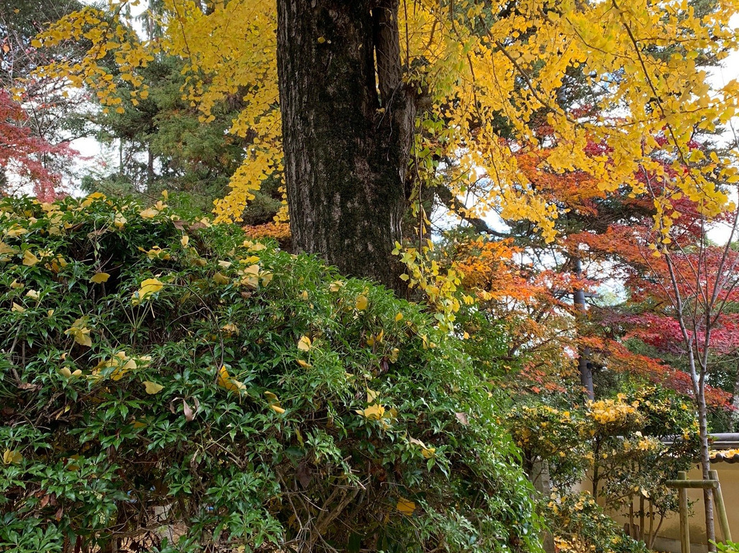 Kannon-ji Temple-长冈京市必去景点