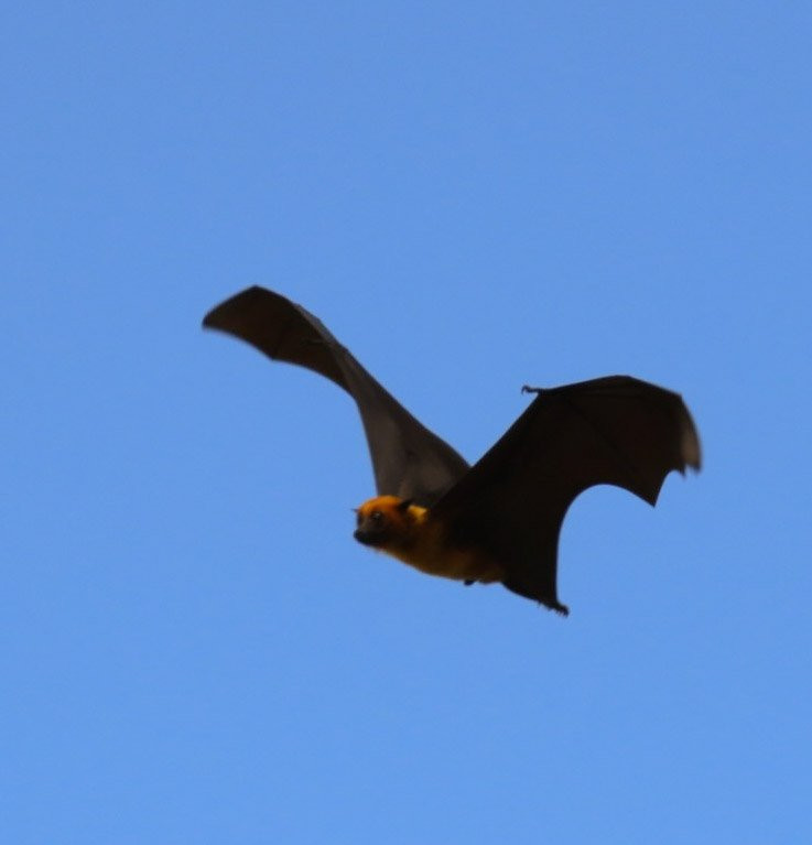 Wat Pho Bang Khla-北柳必去景点