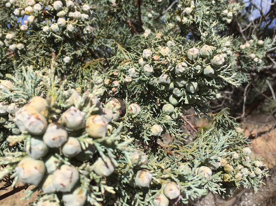 Madera Canyon Hiking Trail-Fort Davis必去景点