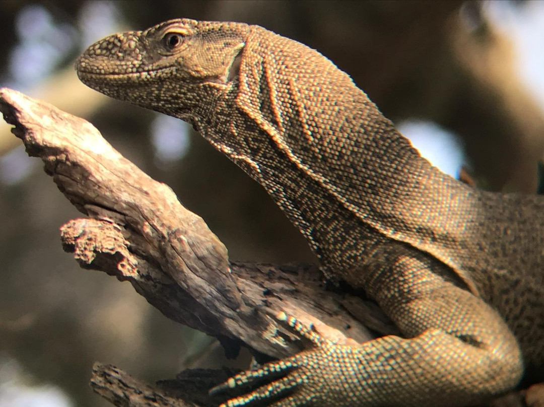 Earth Lanka tours-蒂瑟默哈拉默必去景点