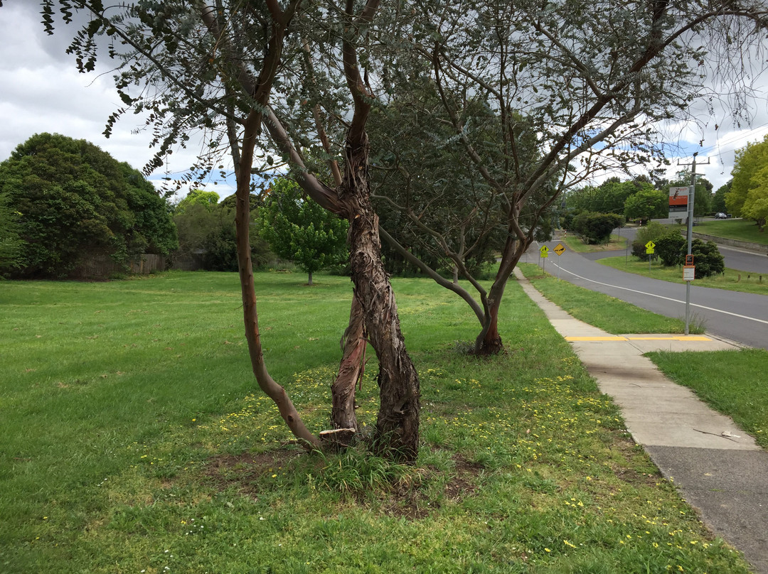 Boronia Street Park景点图片