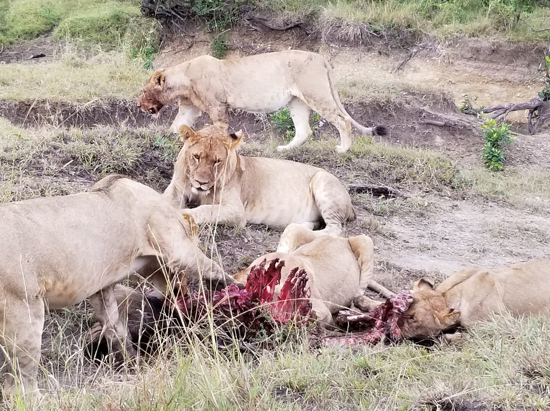 费尔蒙马拉野生动物俱乐部酒店主图
