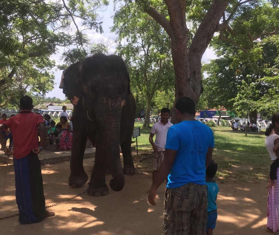 Tusker Sri Lanka Tours  ( Budget & Luxury)景点图片