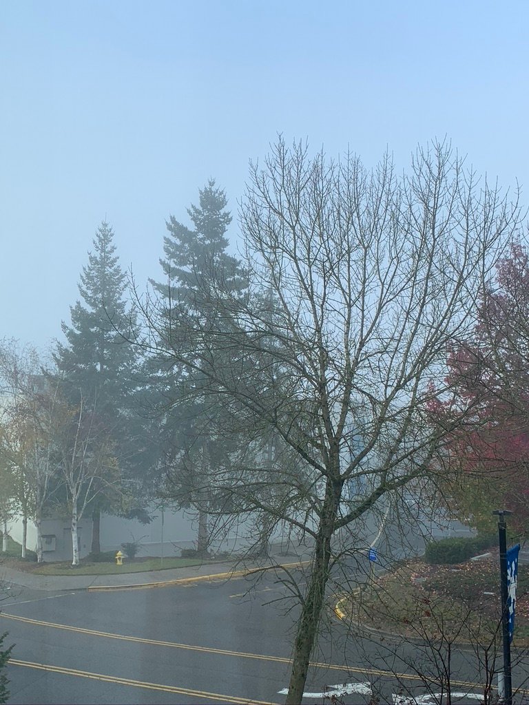 Hampton Inn & Suites Seattle/Federal Way-酒店景观