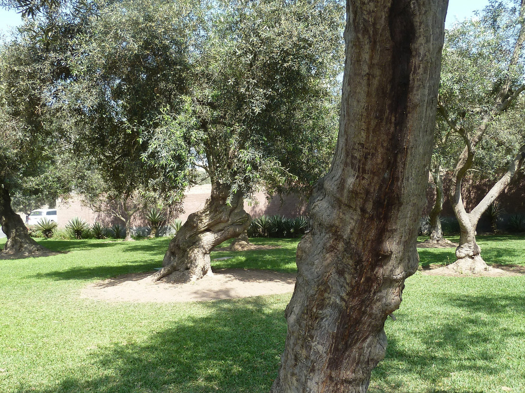 Parque El Olivar de San Isidro-利马必去景点