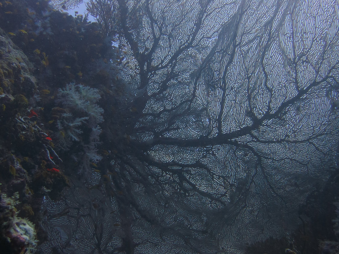 India Scuba Explorers | Padi Dive Center-Neil Island必去景点