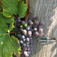 StoneCropAcres Winery and Vineyard-Morrisburg必去景点