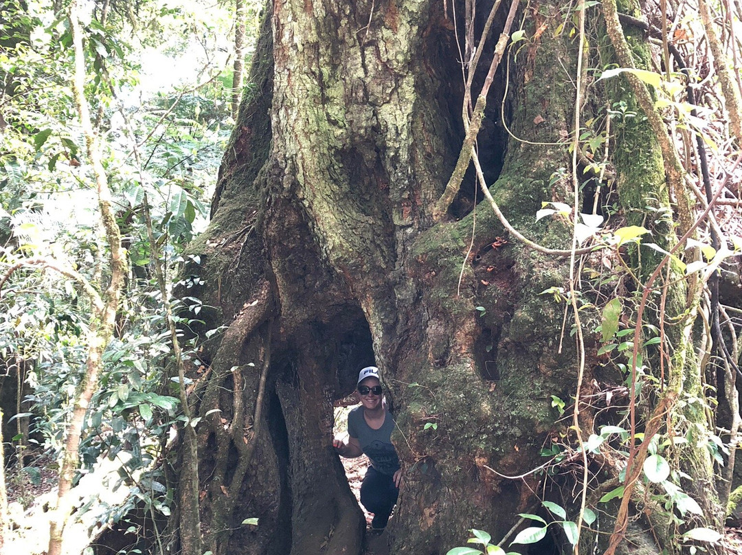 Border Ranges National Park景点图片