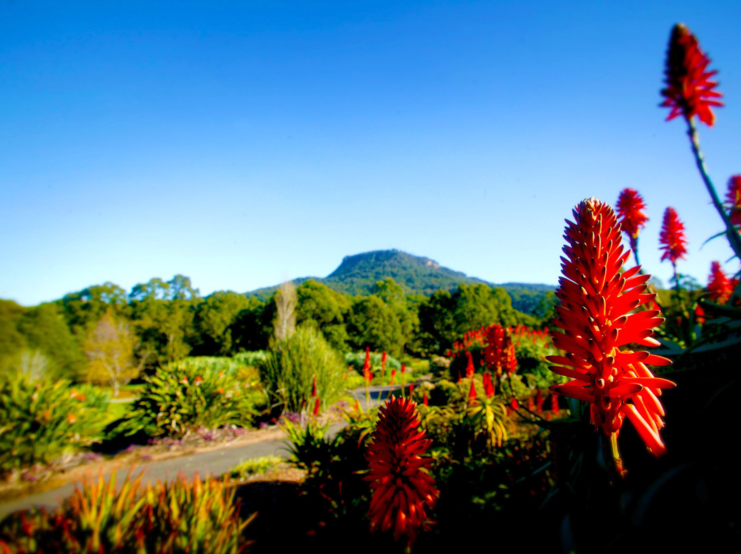 Wollongong Botanic Garden景点图片