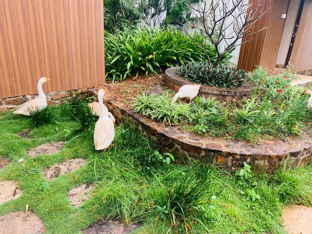 Nature Leap Resort主图