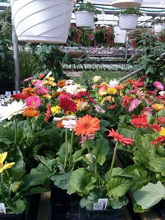 2023年12月Cox's Plant Farm景点攻略Cox's Plant Farm门票预订地址图片Cox's Plant