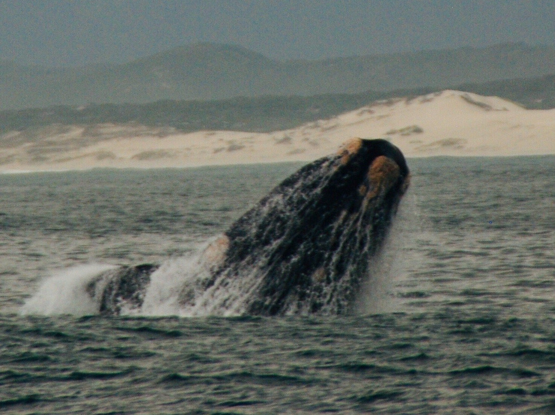 Ivanhoe Sea Safaris-干斯拜必去景点