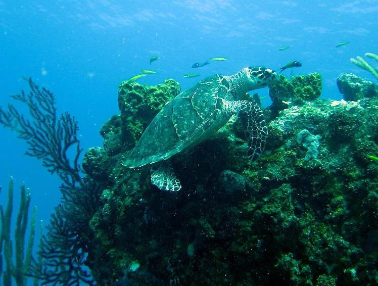 Santa Monica Rock-英属维尔京群岛必去景点