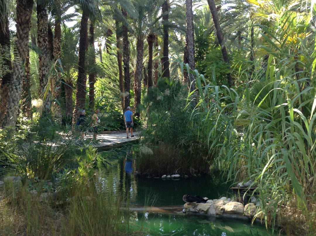 Palmeral of Elche景点图片