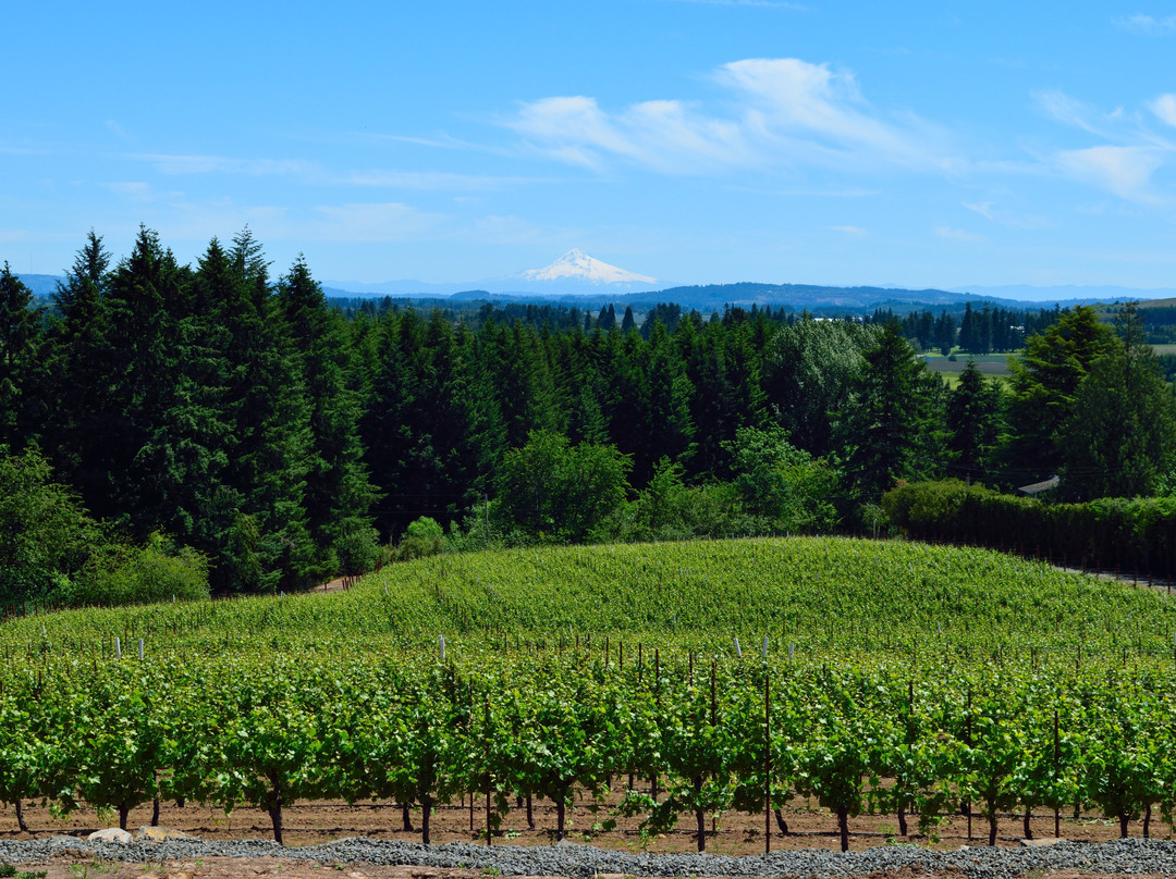 Sidereus Vineyard & Winery景点图片