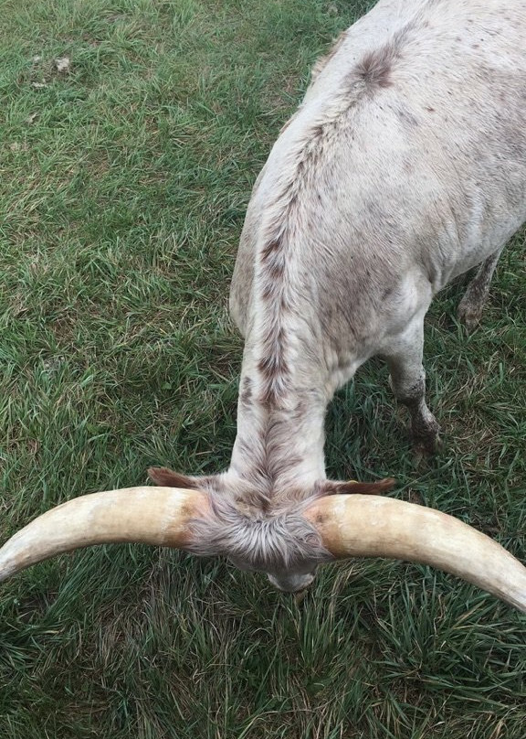 Longhorns Head To Tail Tours景点图片