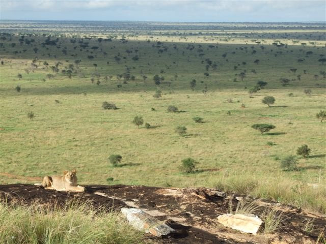 Wild African Experience景点图片